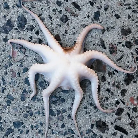 Gronbechs Hotel Allinge-Sandvig